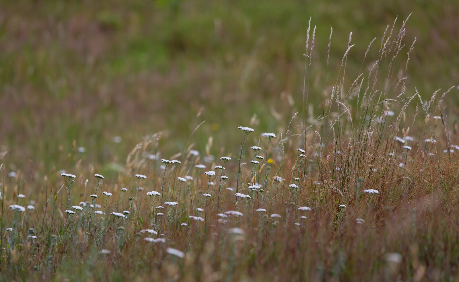 Canon EOS 5D Mark III sample photo. Ladys lace plant, ladys photography