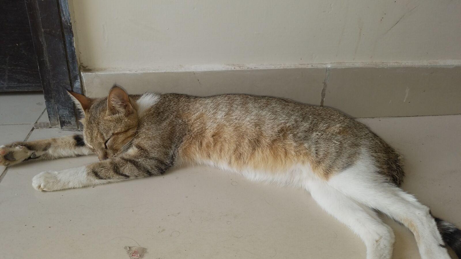 Samsung Galaxy S7 Edge sample photo. Cat, sleeping, rest photography