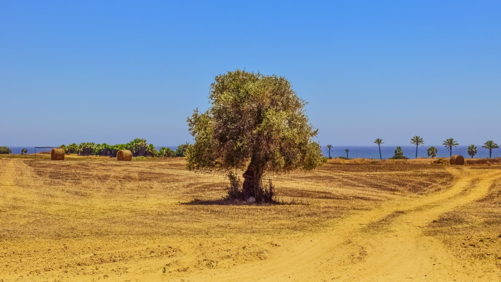 Nikon D3300 sample photo. Tree, field, agriculture photography