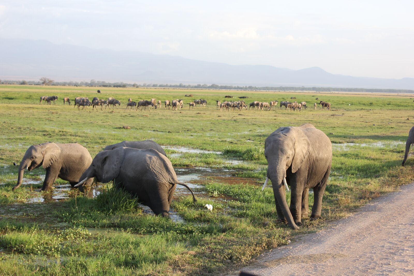 Canon EF-S 18-55mm F3.5-5.6 IS sample photo. Elephant, cooling, kenya photography