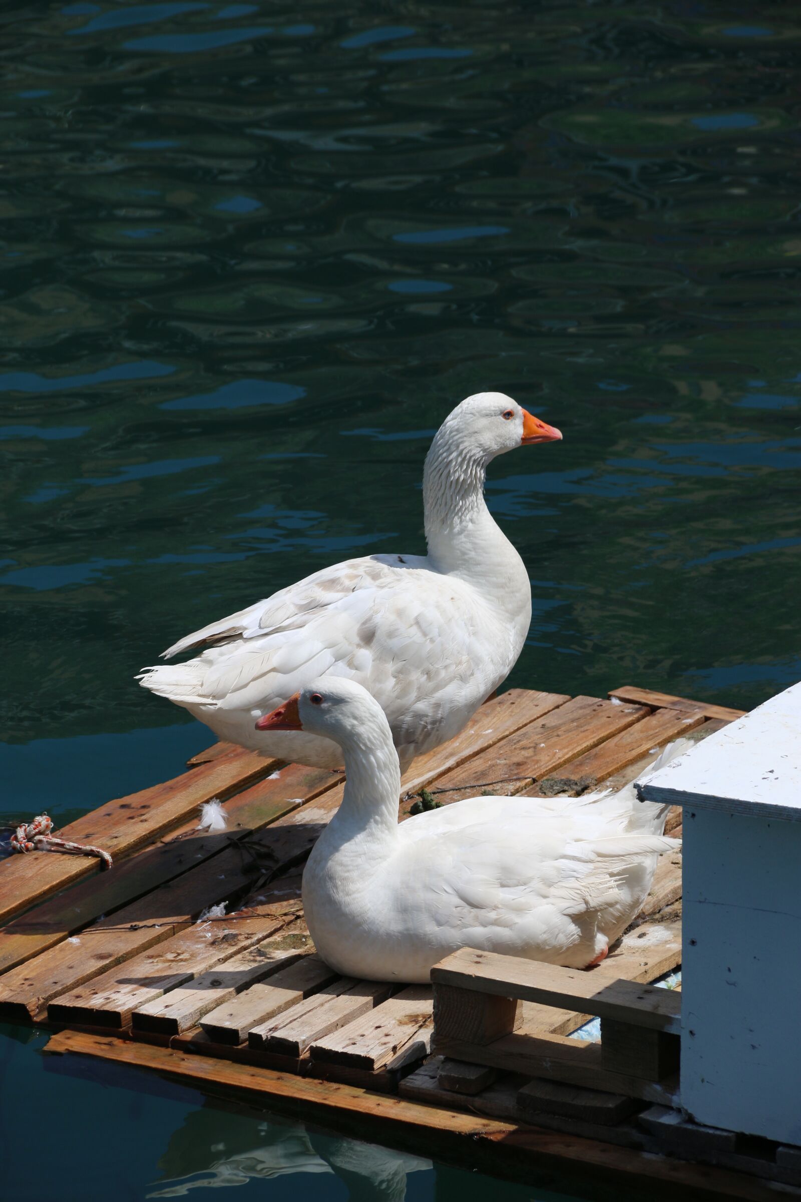 Canon EF-S 18-135mm F3.5-5.6 IS sample photo. Duck, marine, bird photography
