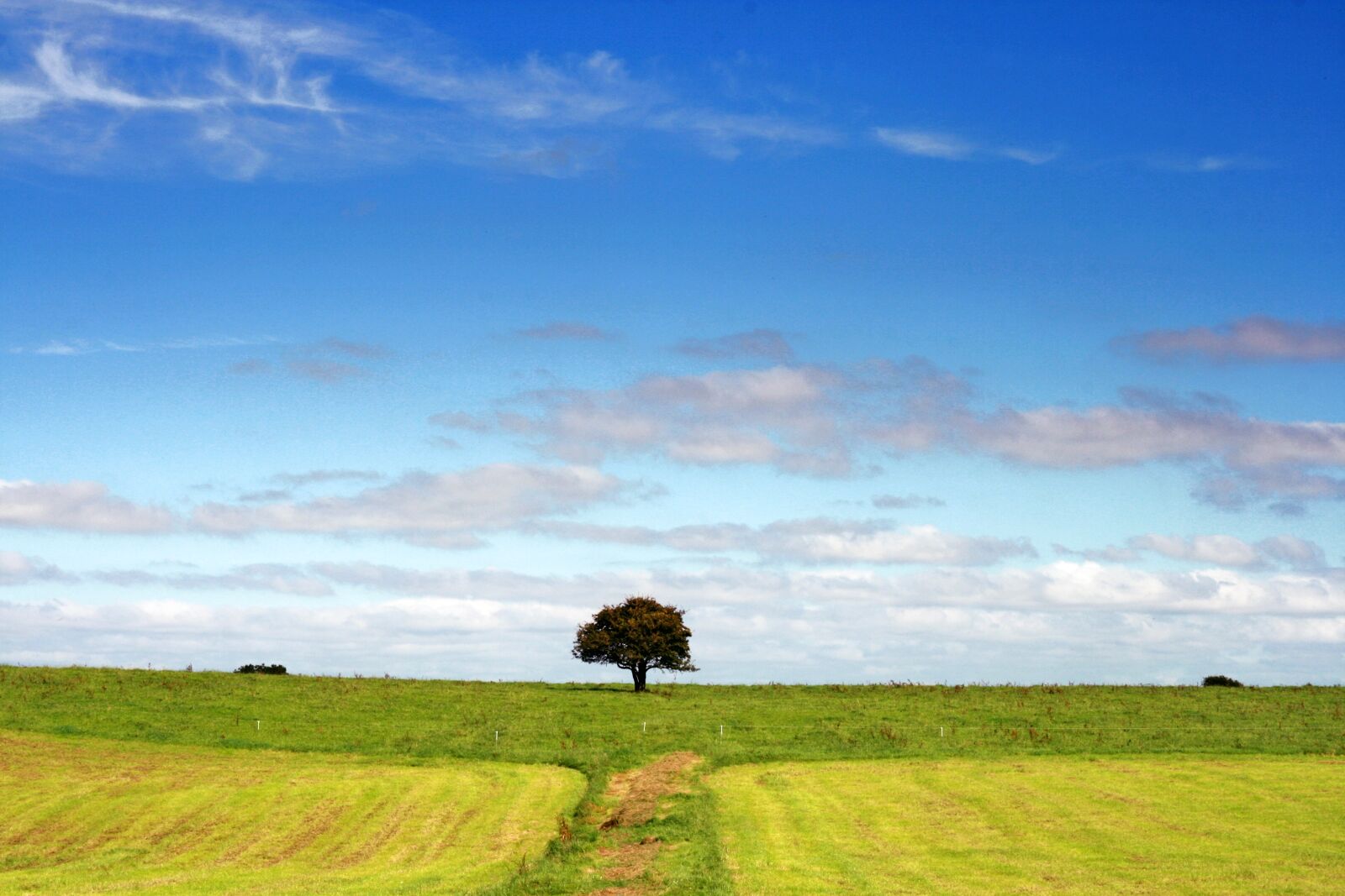 Canon EOS 400D (EOS Digital Rebel XTi / EOS Kiss Digital X) sample photo. Landscape, tree, field photography