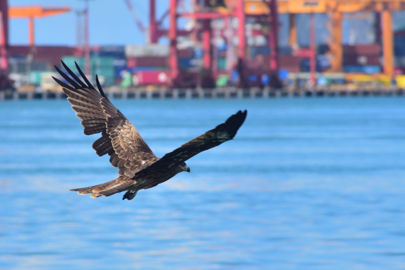 Nikon D750 sample photo. Waters, bird, nature photography