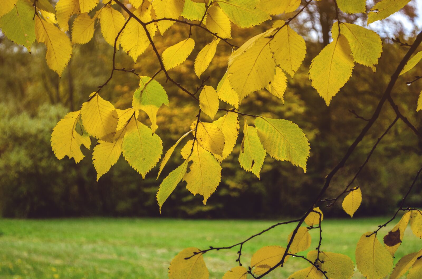 Nikon D5100 sample photo. Leaves in the autumn photography