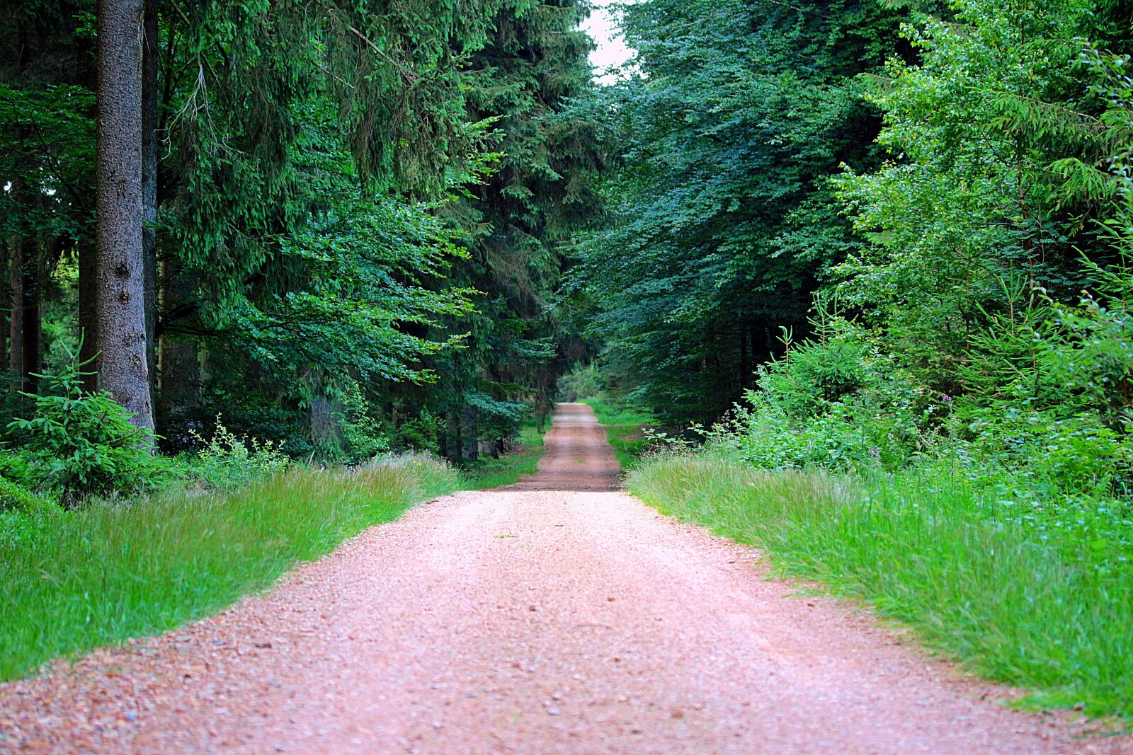 Canon EOS 650D (EOS Rebel T4i / EOS Kiss X6i) sample photo. Away, forest path, forest photography