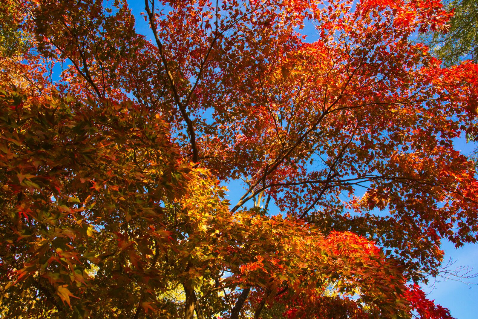 Nikon D750 sample photo. Fall, color, tree photography