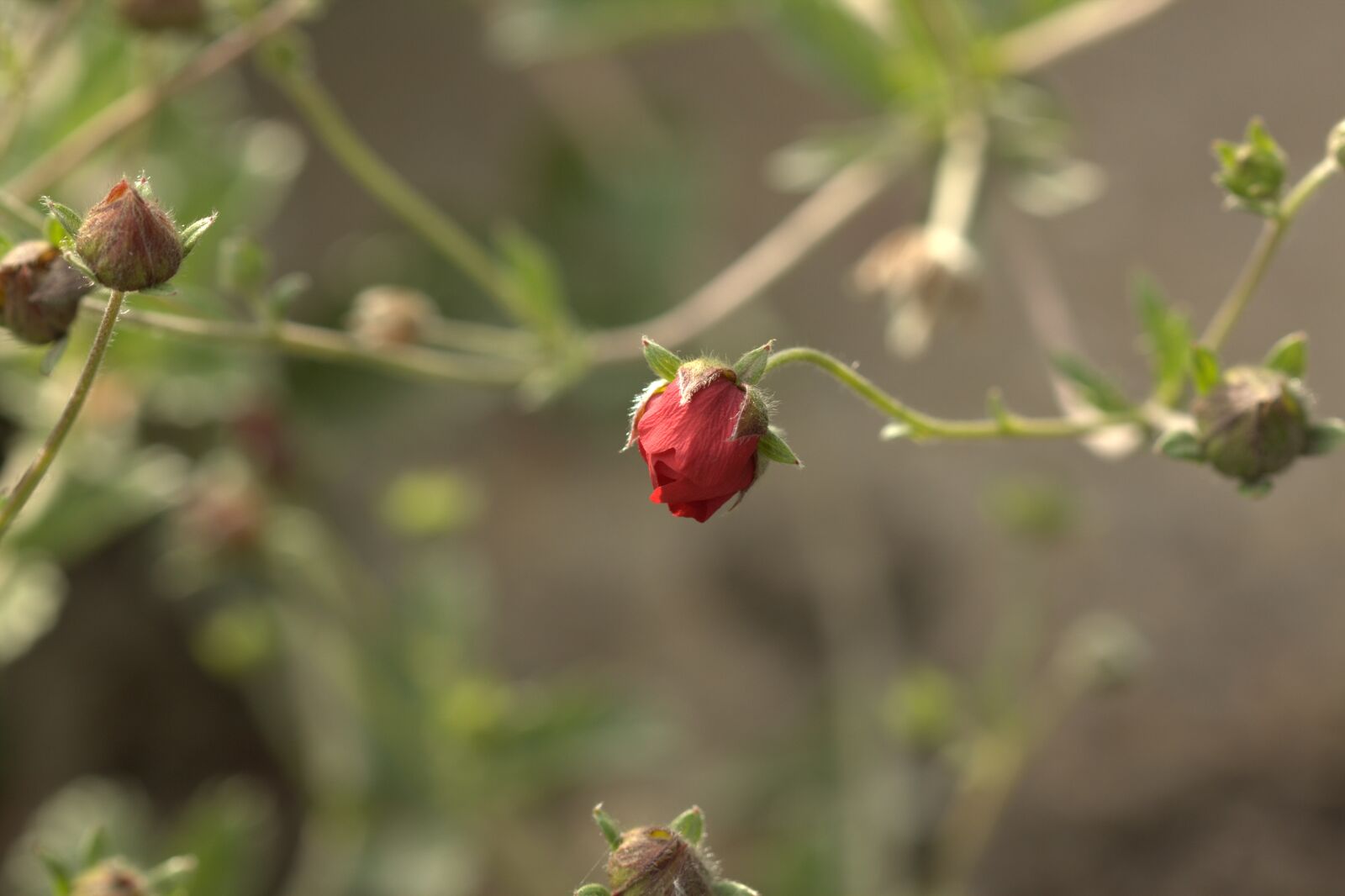 Canon EOS 500D (EOS Rebel T1i / EOS Kiss X3) sample photo. Summer, flowers, macro photography