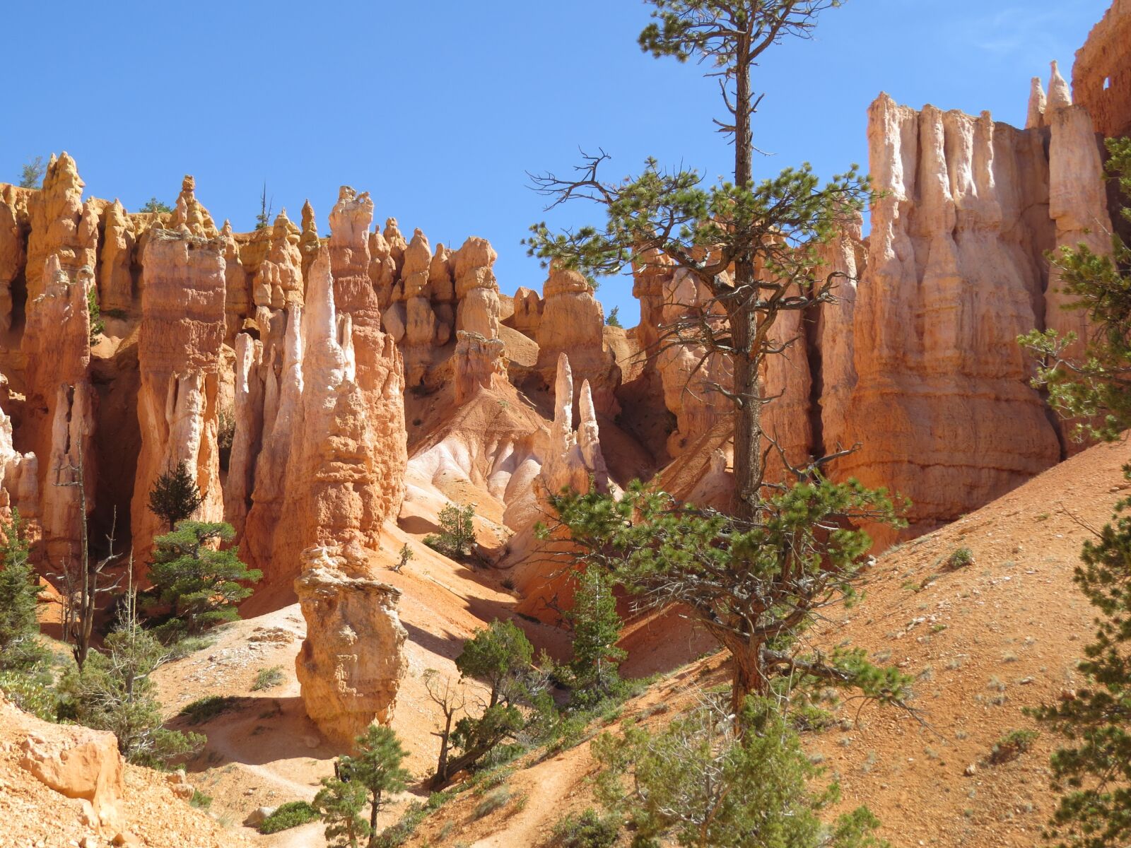 Canon PowerShot SX50 HS sample photo. Bryce canyon, utah, red photography