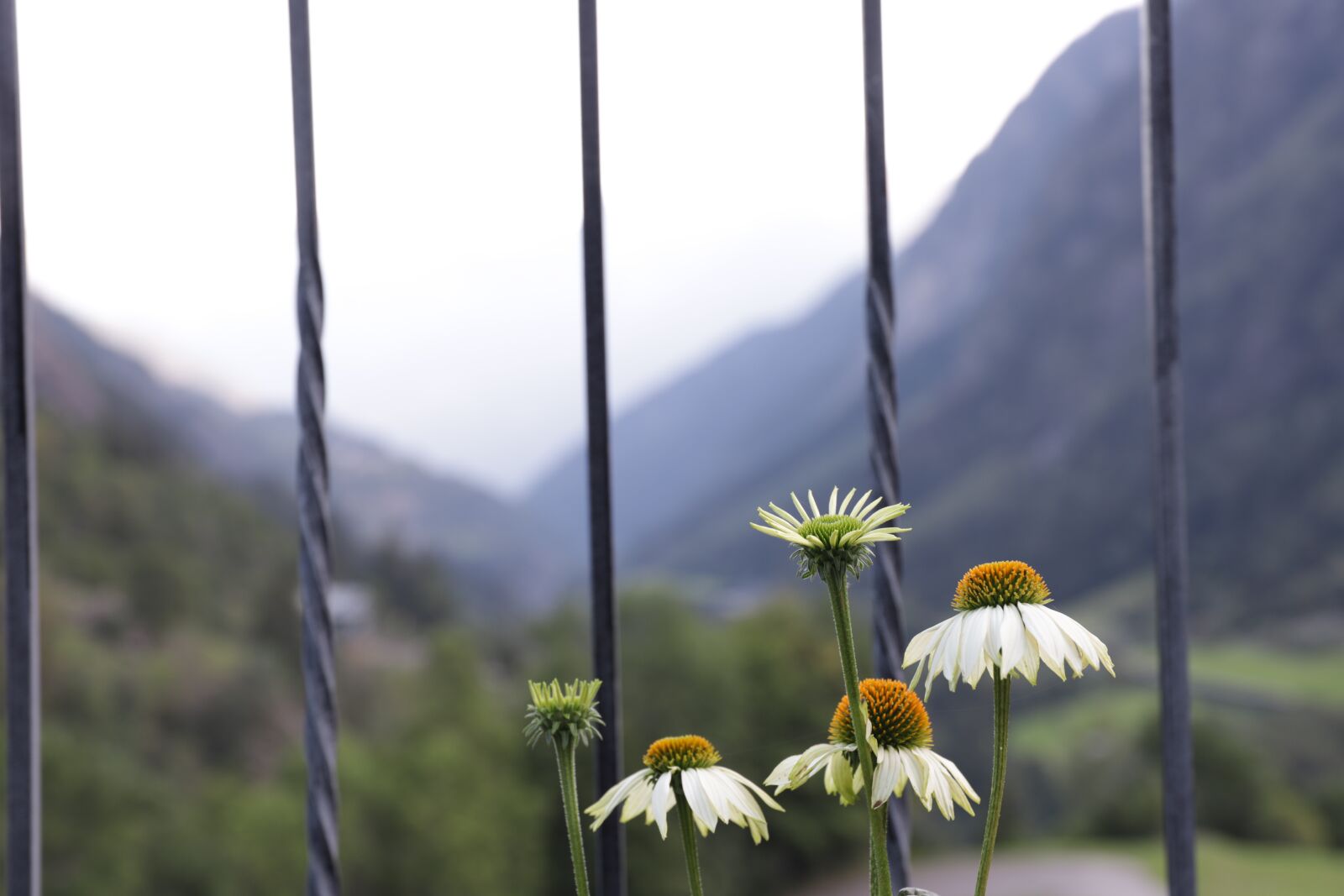 Canon 24-70mm F2.8 DG OS HSM | Art 017 sample photo. Daisy, flower, mountains photography