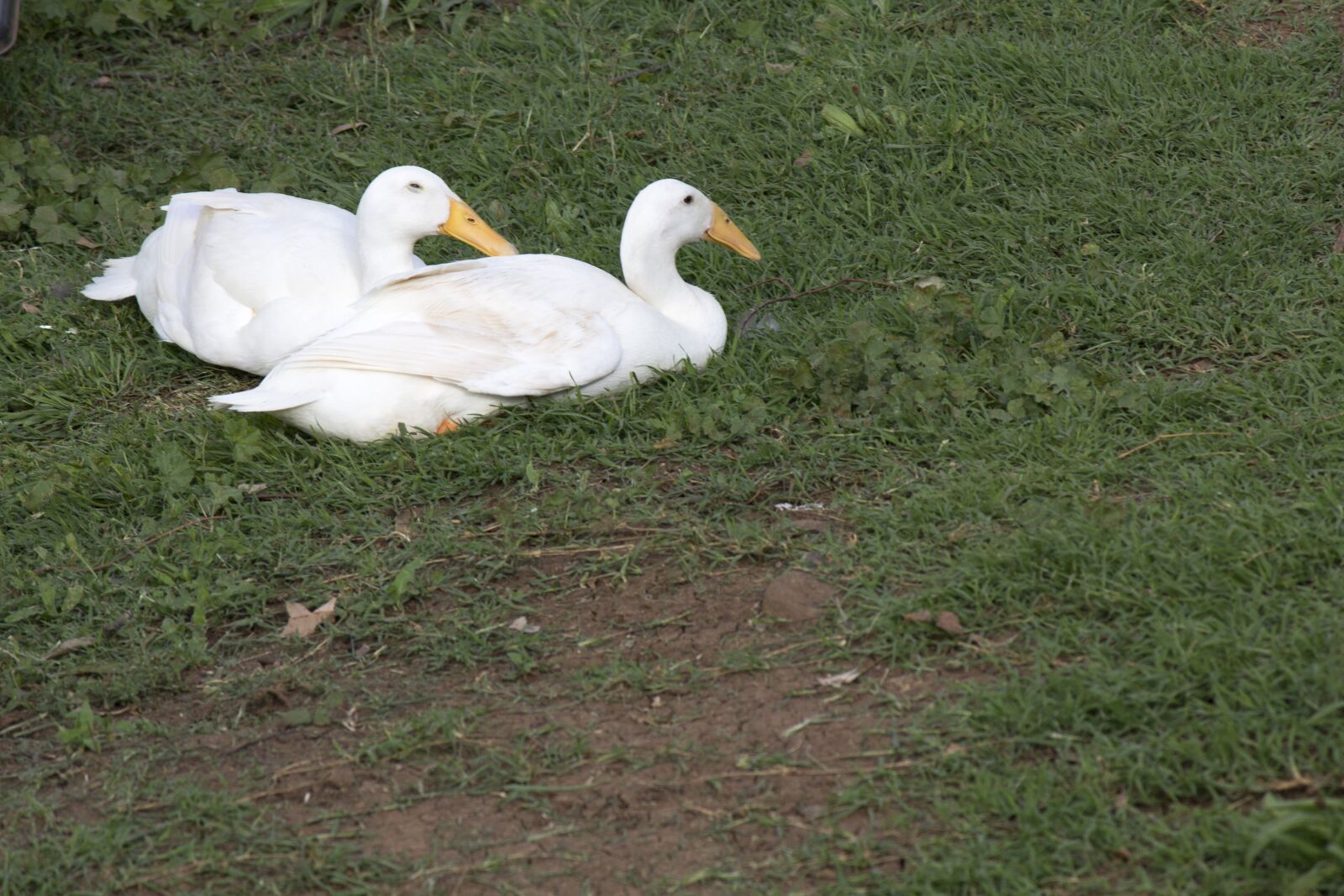 Canon EF-S 55-250mm F4-5.6 IS sample photo. Nature, bird, animal photography