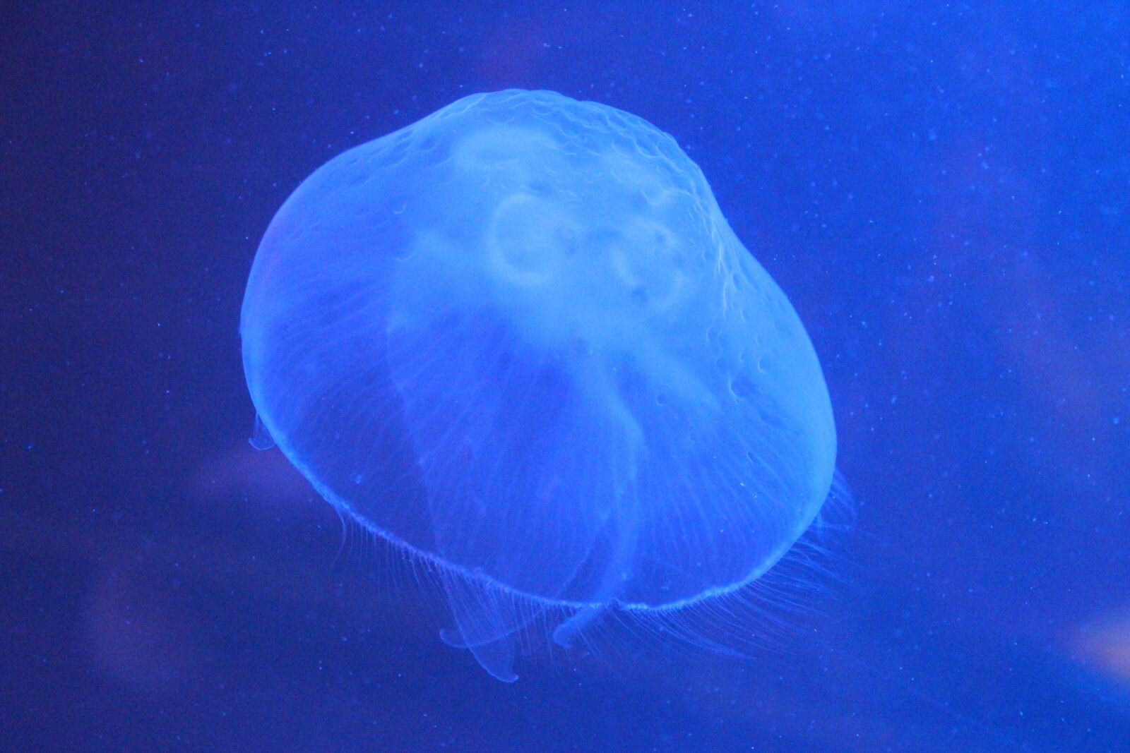 Canon EOS 100D (EOS Rebel SL1 / EOS Kiss X7) sample photo. Medusa, sea, ocean photography