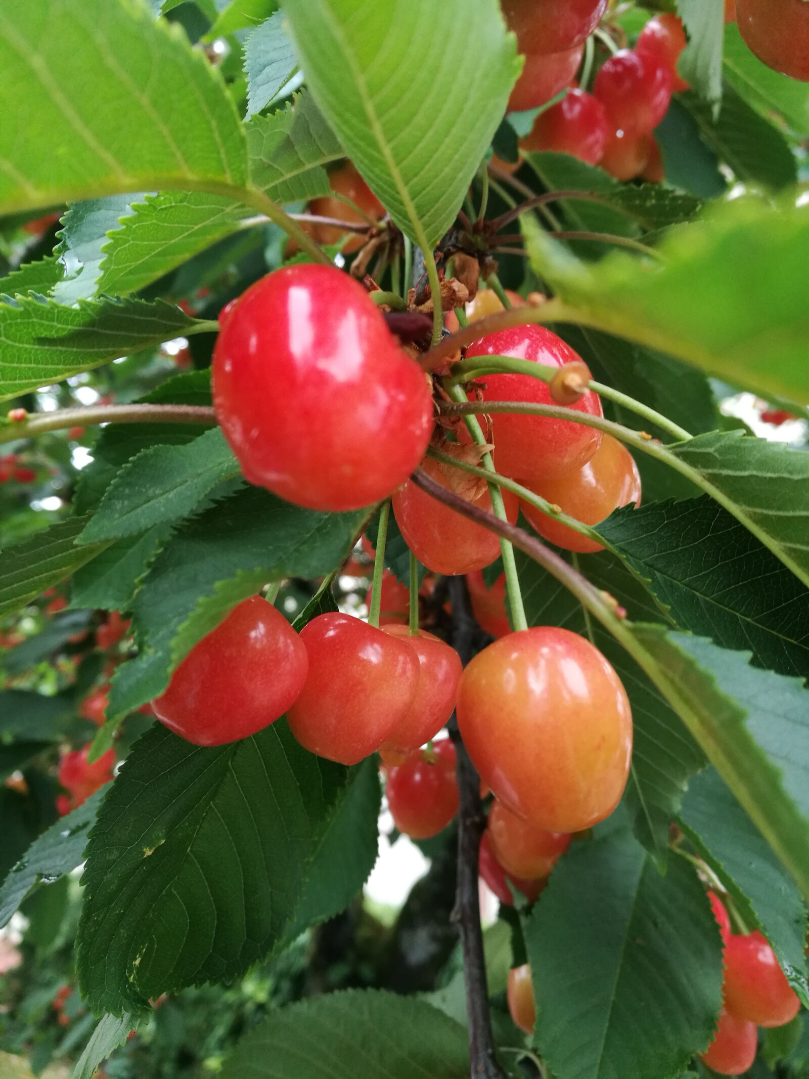HUAWEI P9 sample photo. Cherry, cherry tree, fruit photography