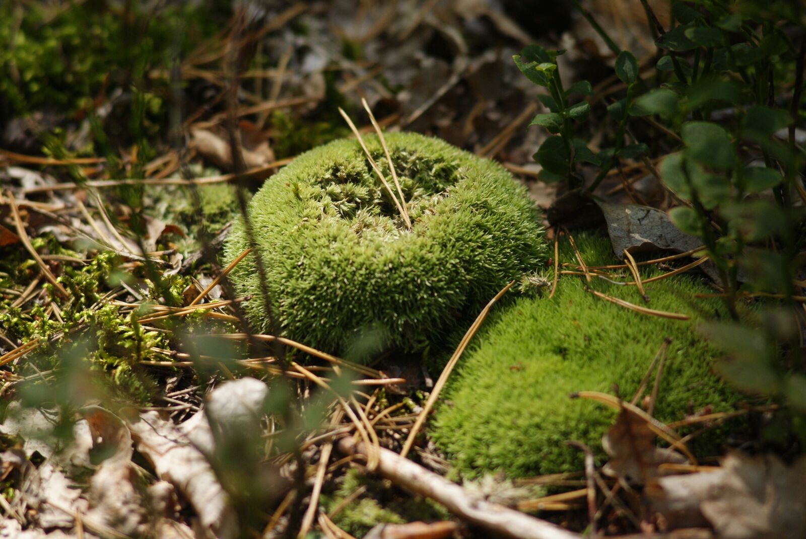 Sony Alpha DSLR-A300 sample photo. Moss, bielistka, protected photography