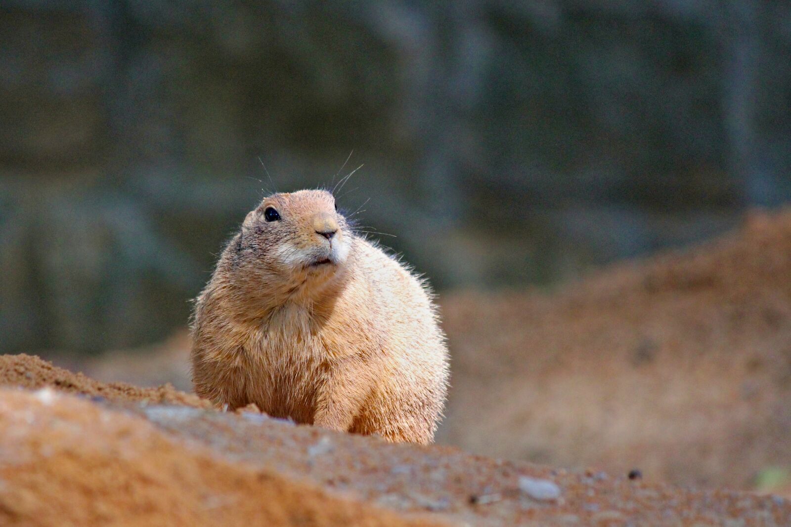 Canon EOS 550D (EOS Rebel T2i / EOS Kiss X4) sample photo. Prairie dogs, pr riov photography