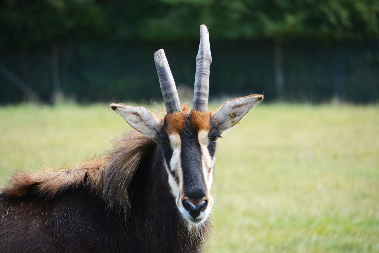 Nikon D5200 sample photo. Antelope, roan antelope, africa photography