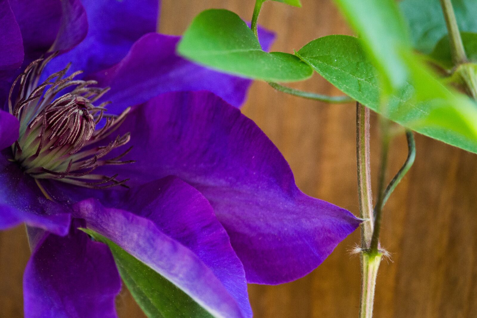 Canon EOS 700D (EOS Rebel T5i / EOS Kiss X7i) sample photo. Clematis, blossom, bloom photography
