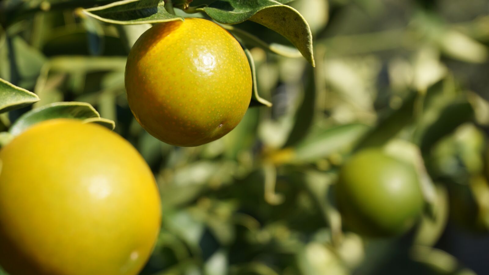 Sony E 16-50mm F3.5-5.6 PZ OSS sample photo. Mandarin, ziermandarine, plant photography