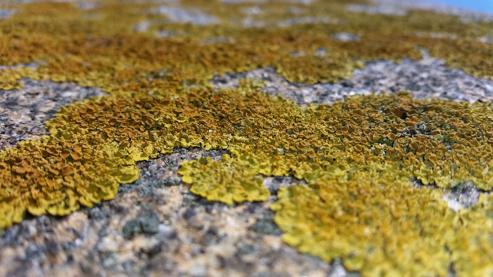 Samsung Galaxy S5 sample photo. Lichen, stone, wall photography