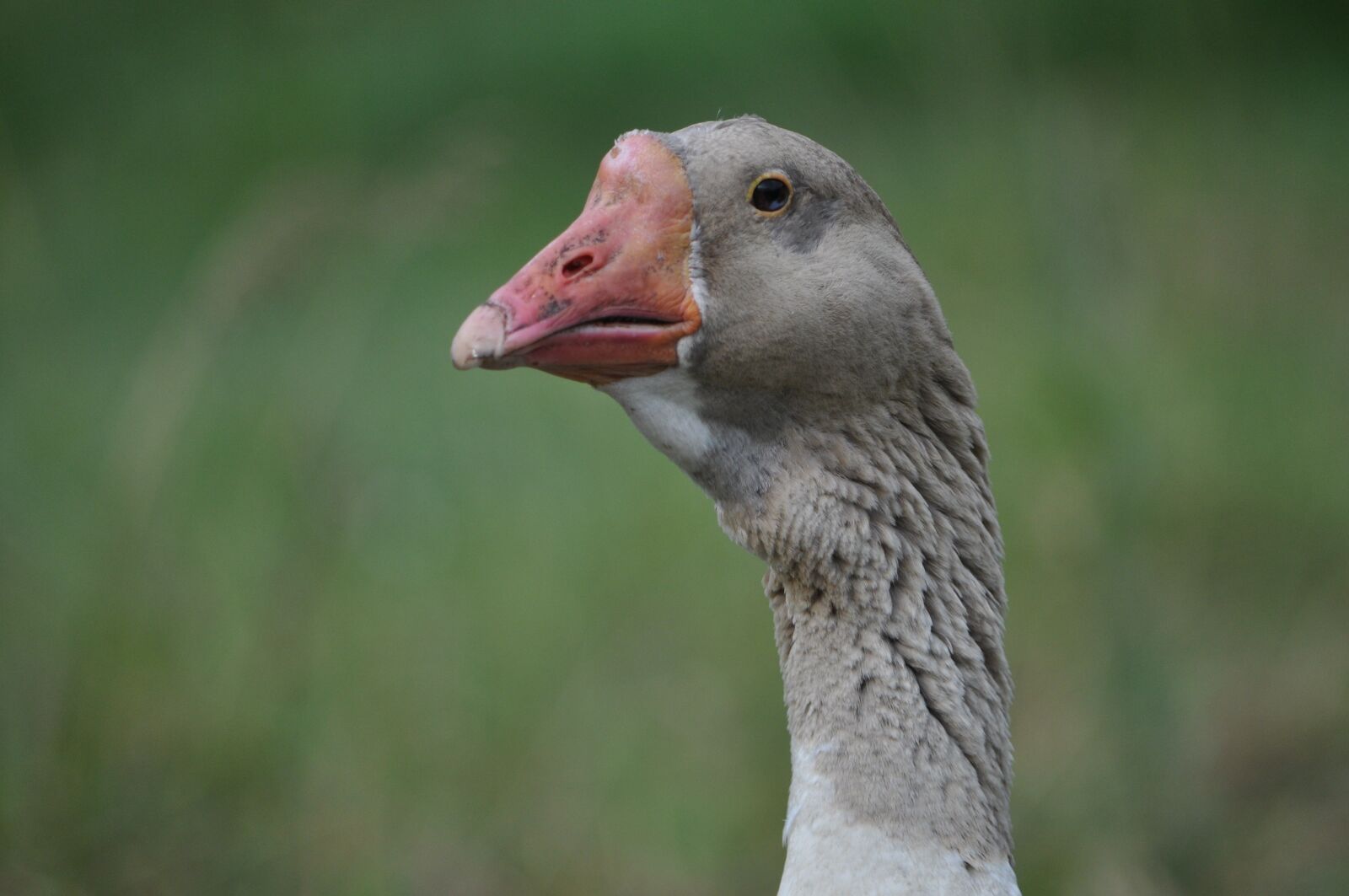 Nikon D90 sample photo. Goose, farm, animal photography
