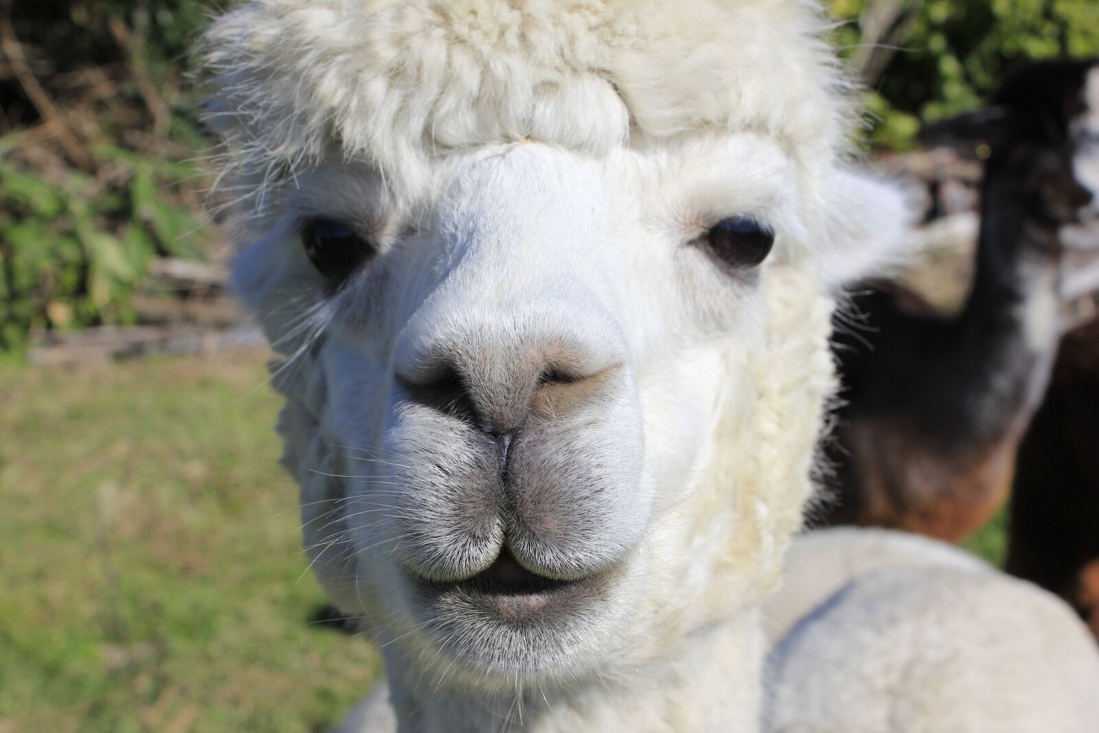 Canon EOS 550D (EOS Rebel T2i / EOS Kiss X4) sample photo. Alpaca, goat, handmade photography