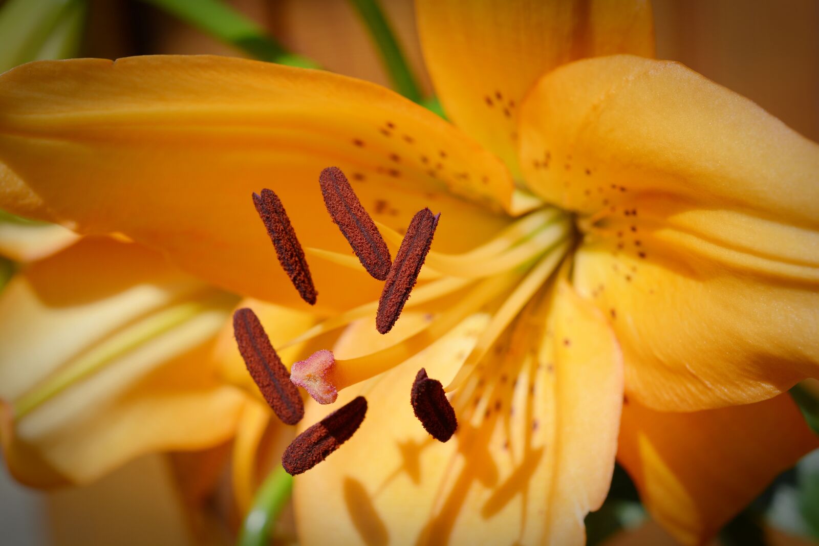 Nikon D5200 sample photo. Lily, blossom, bloom photography