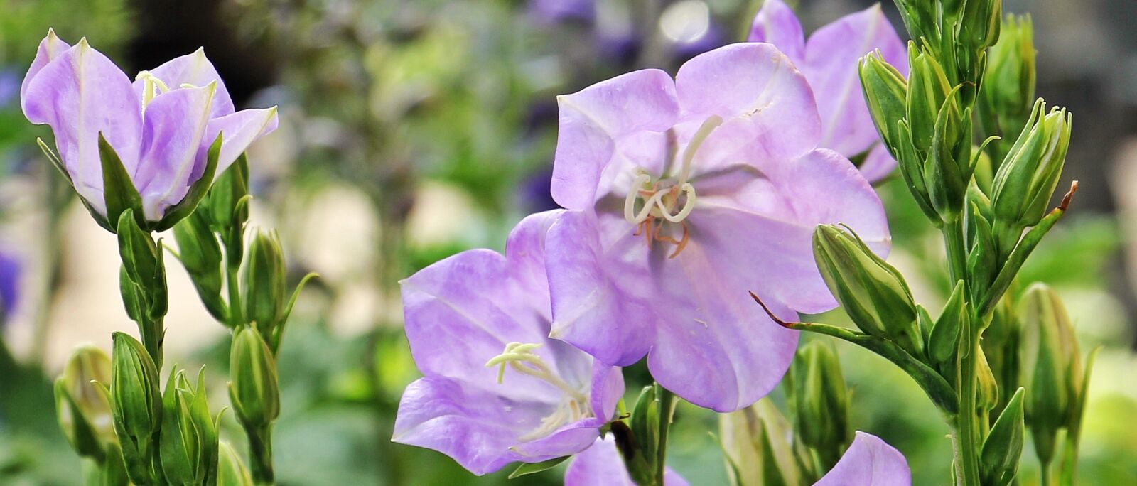 Canon EOS 550D (EOS Rebel T2i / EOS Kiss X4) sample photo. Bellflower, flower, farmers local photography