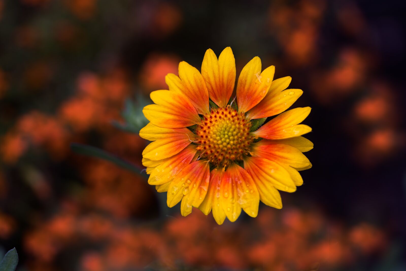 Canon EF 100mm F2.8L Macro IS USM sample photo. Nature, flower, no person photography