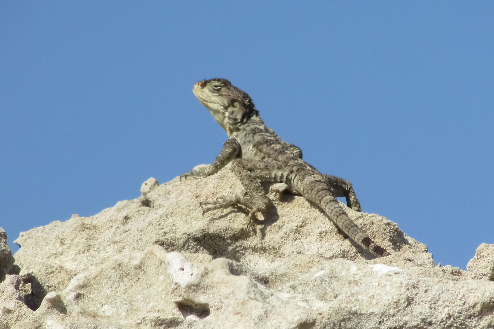 Canon PowerShot SX400 IS sample photo. Stellagama stellio cypriaca, lizard photography