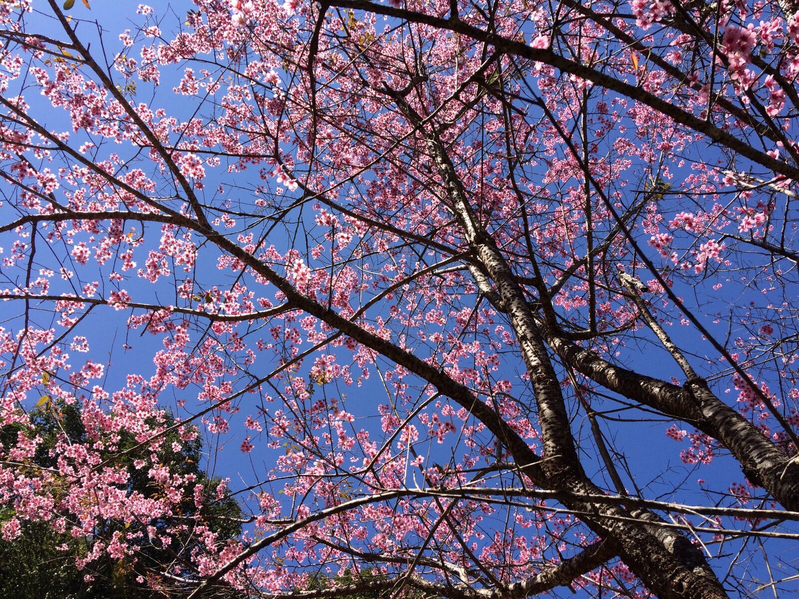 iPhone 5s back camera 4.15mm f/2.2 sample photo. Flowers, beautiful, sakurai photography