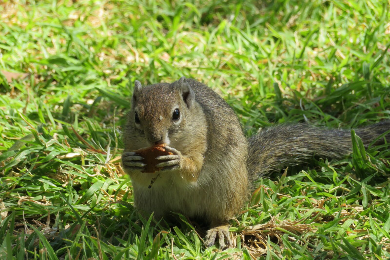 Canon PowerShot SX720 HS sample photo. Squirrel, cute, hazelnut photography