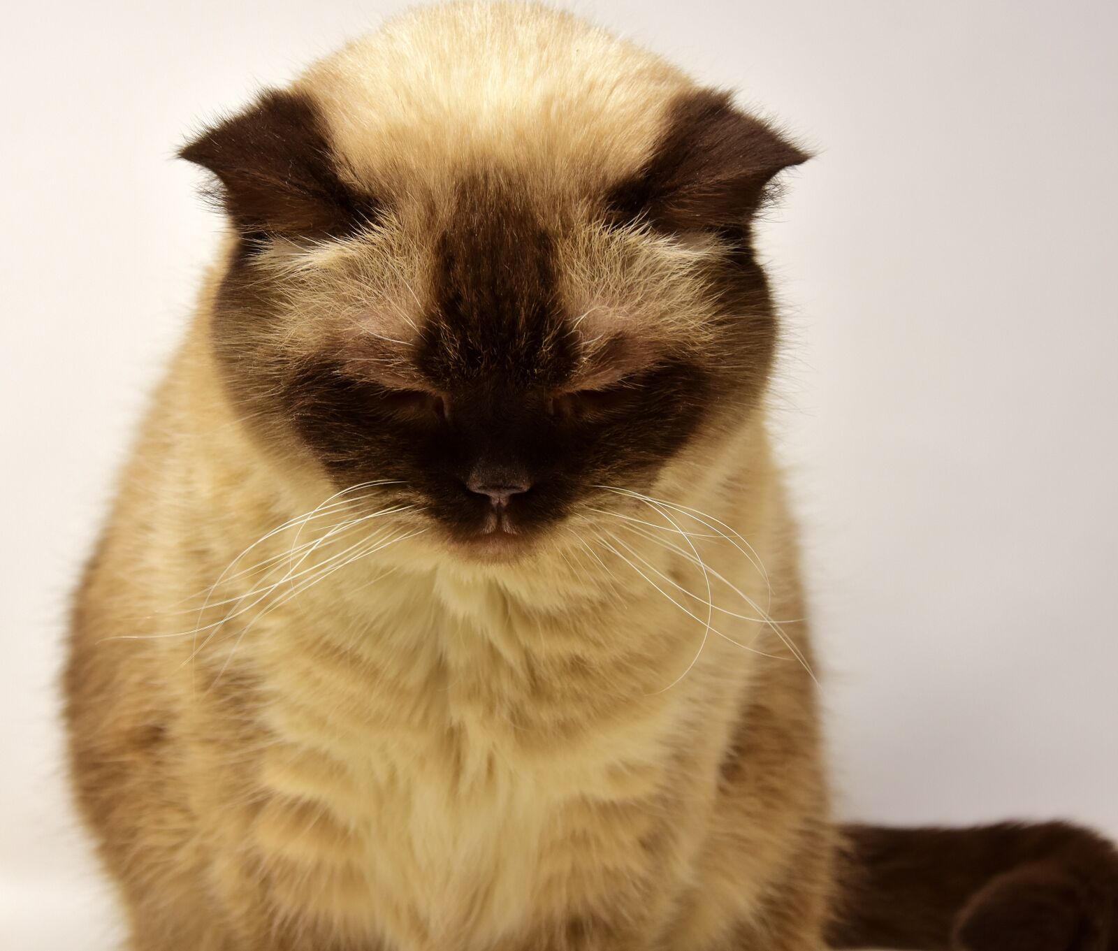 Nikon D7200 sample photo. British shorthair, cat, pet photography