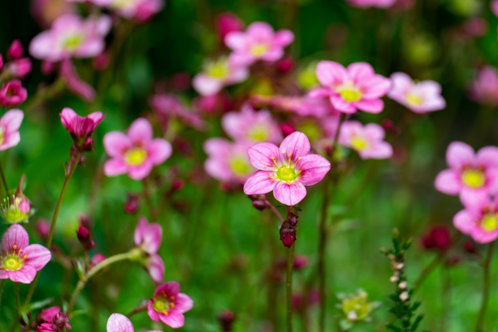 Fujifilm X-T10 sample photo. Flower, badan, garden photography