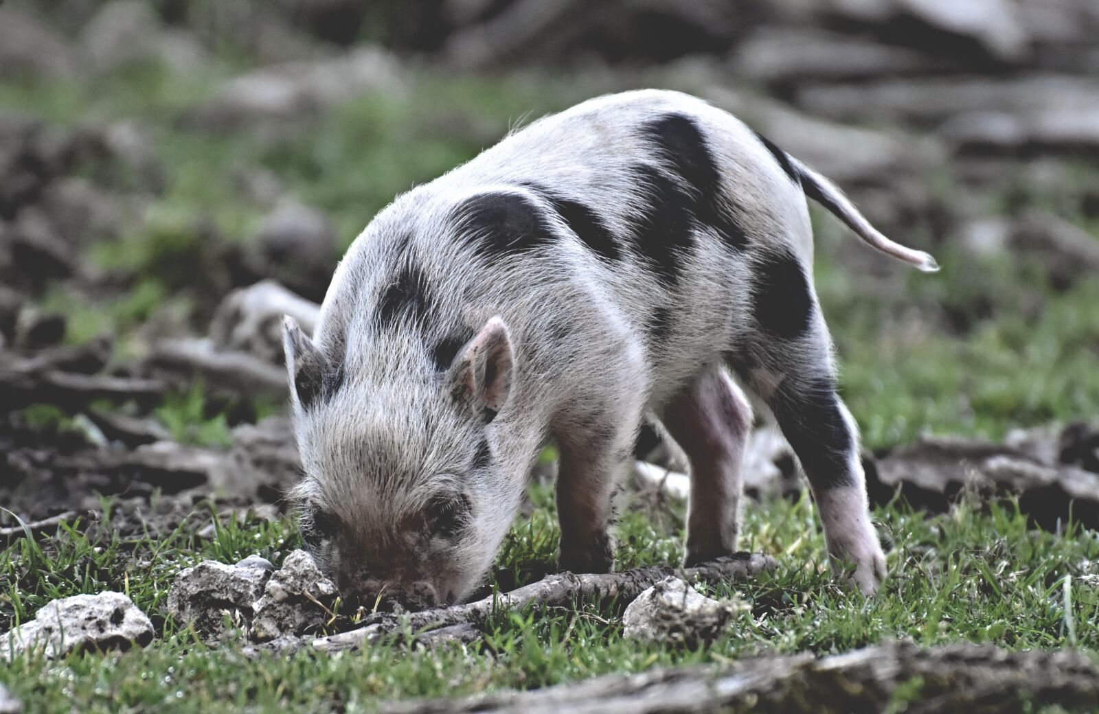 Nikon D7200 sample photo. Piglet, small pigs, mini photography