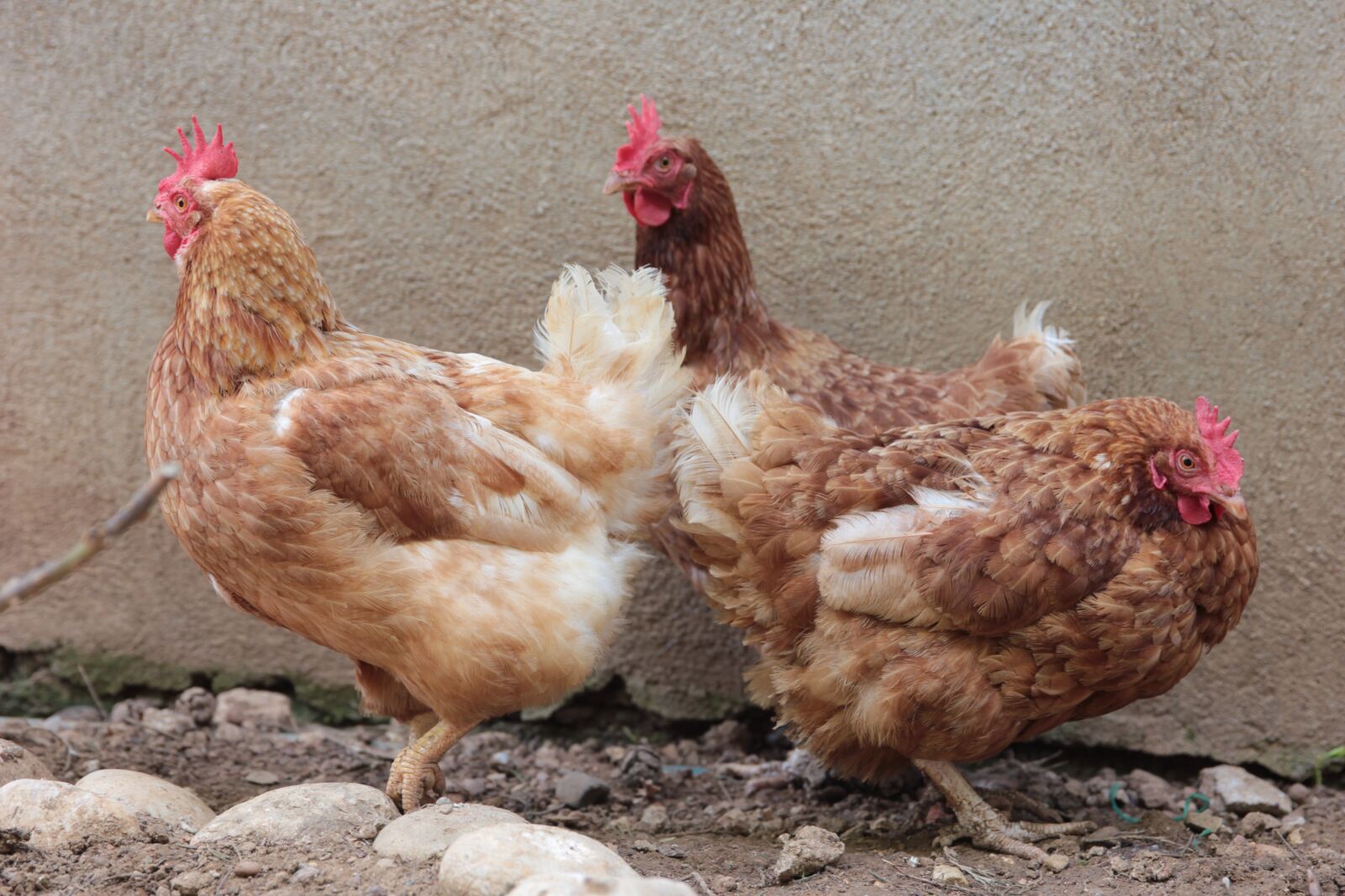 Canon EOS 550D (EOS Rebel T2i / EOS Kiss X4) sample photo. Chicken, chickens, poultry photography