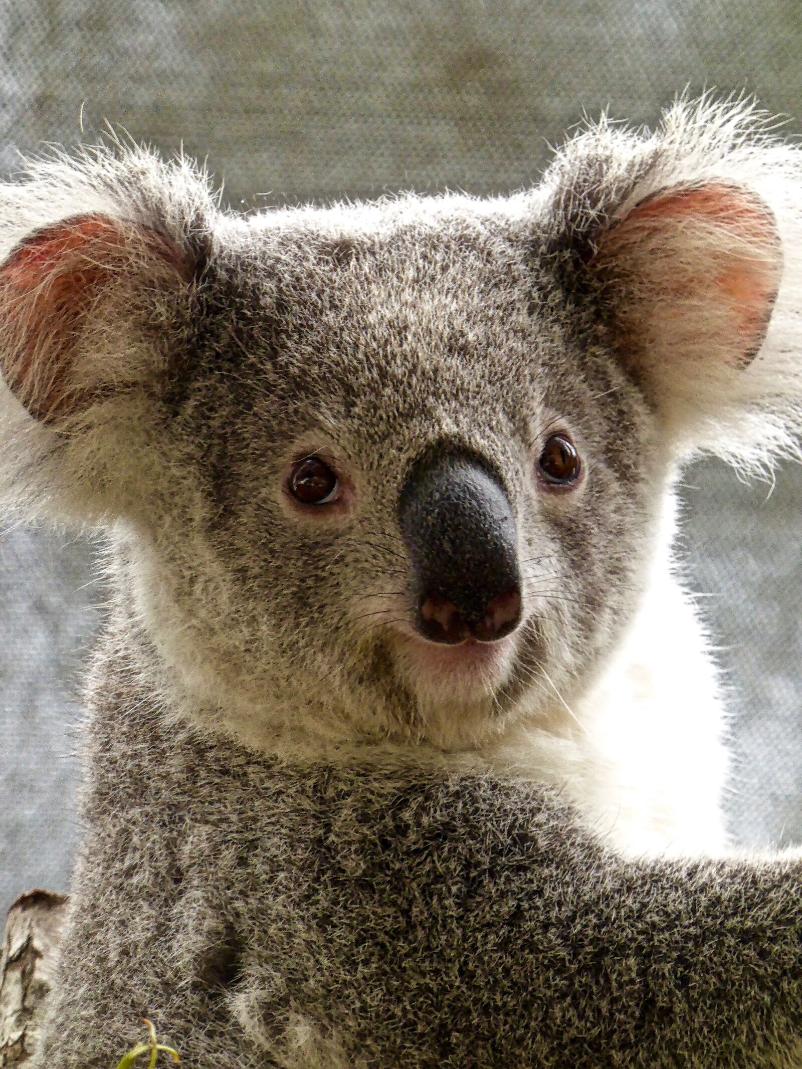 Panasonic DMC-TZ41 sample photo. Koala, bear, australian photography