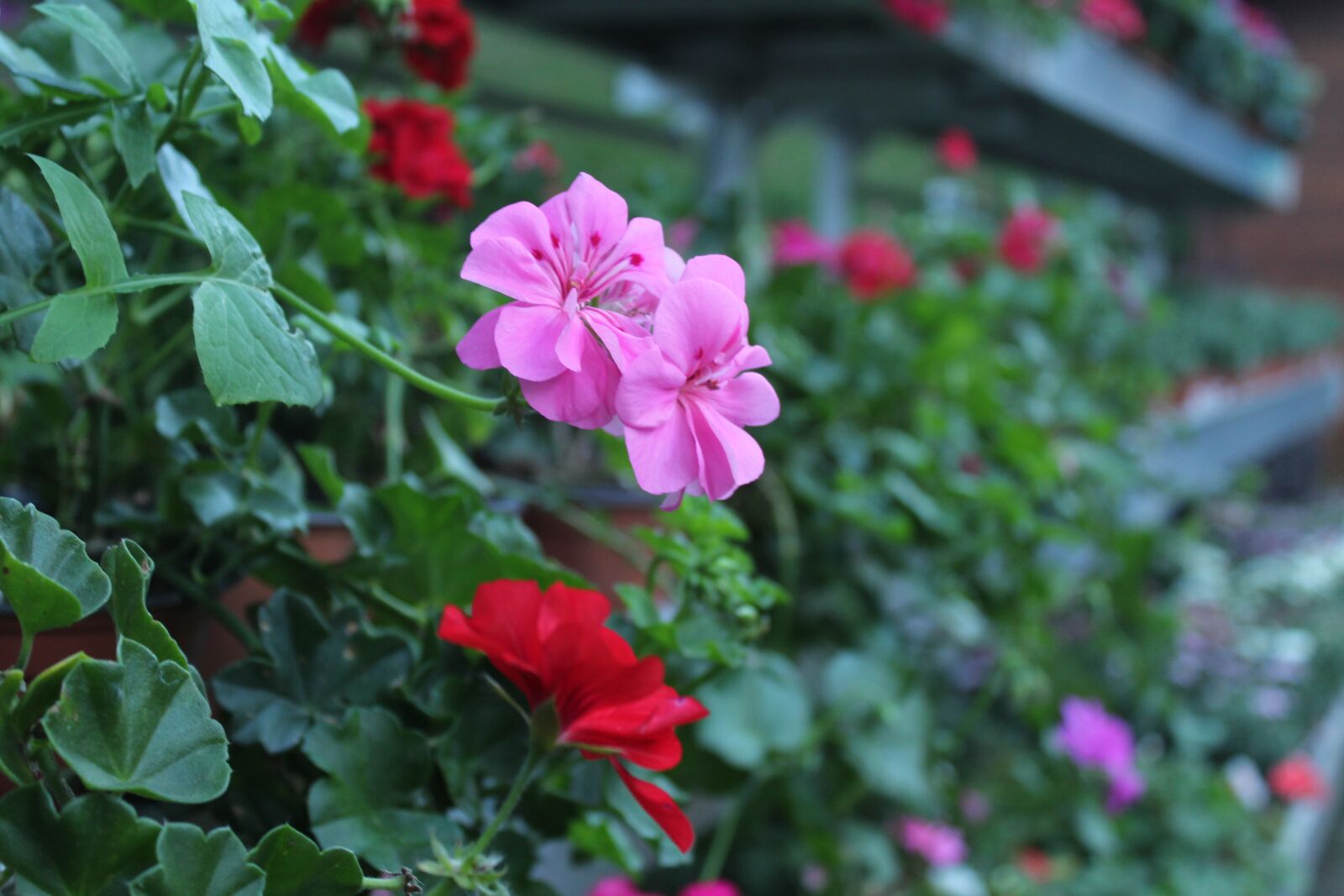 Canon EOS 700D (EOS Rebel T5i / EOS Kiss X7i) sample photo. Pink flower, red flower photography