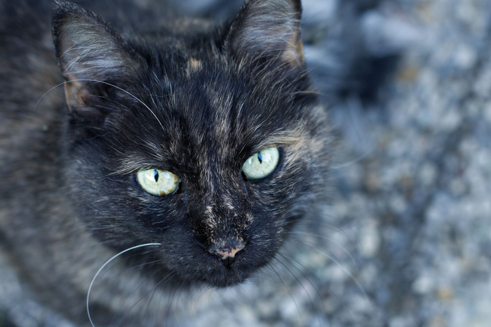 Nikon D7200 sample photo. Cat, portrait, eyes photography