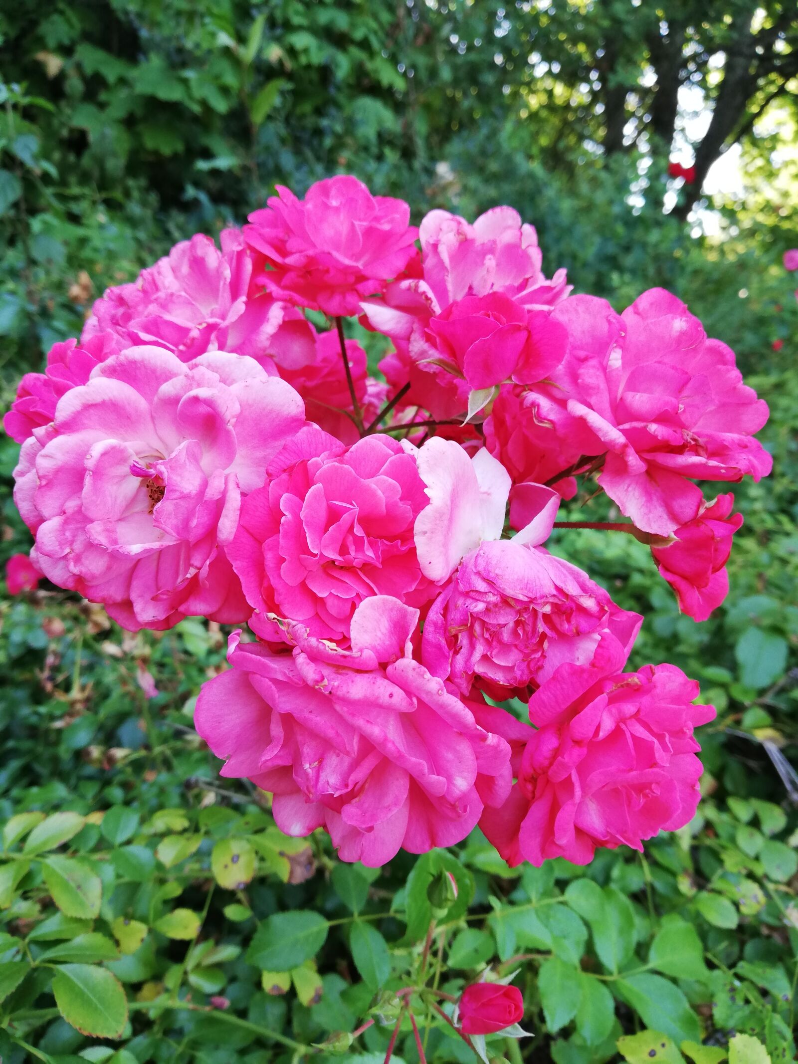 HUAWEI P20 lite sample photo. Rose, flower, park photography