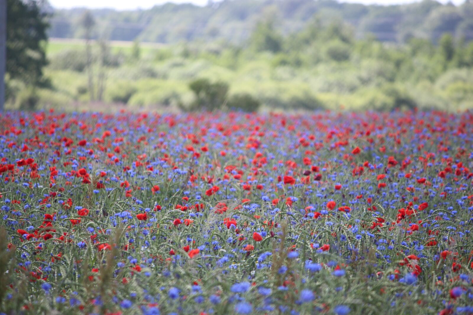 Canon EOS 700D (EOS Rebel T5i / EOS Kiss X7i) sample photo. Field of poppies, nature photography