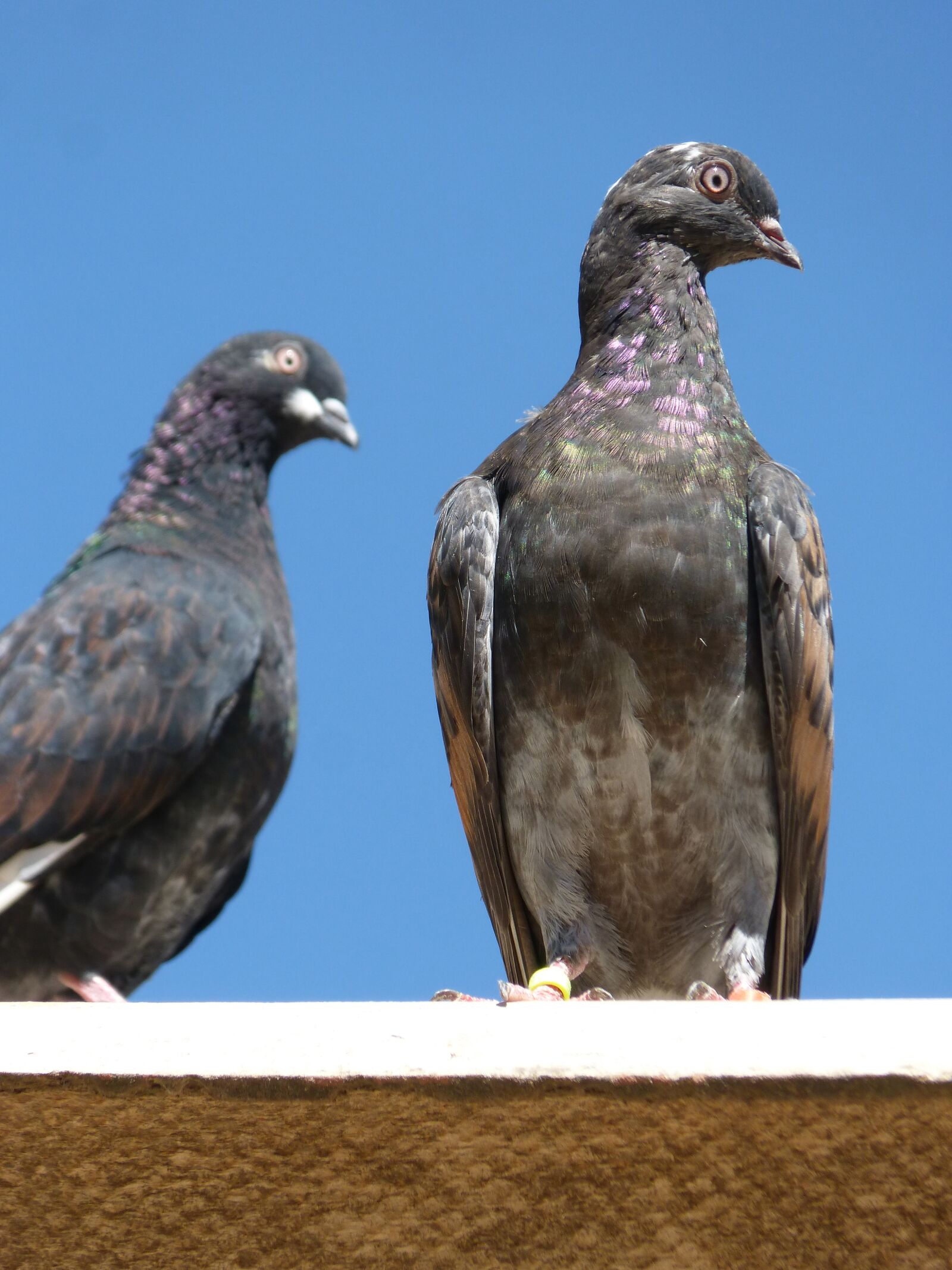 Panasonic DMC-FZ62 sample photo. Pigeons, couple, lookout photography