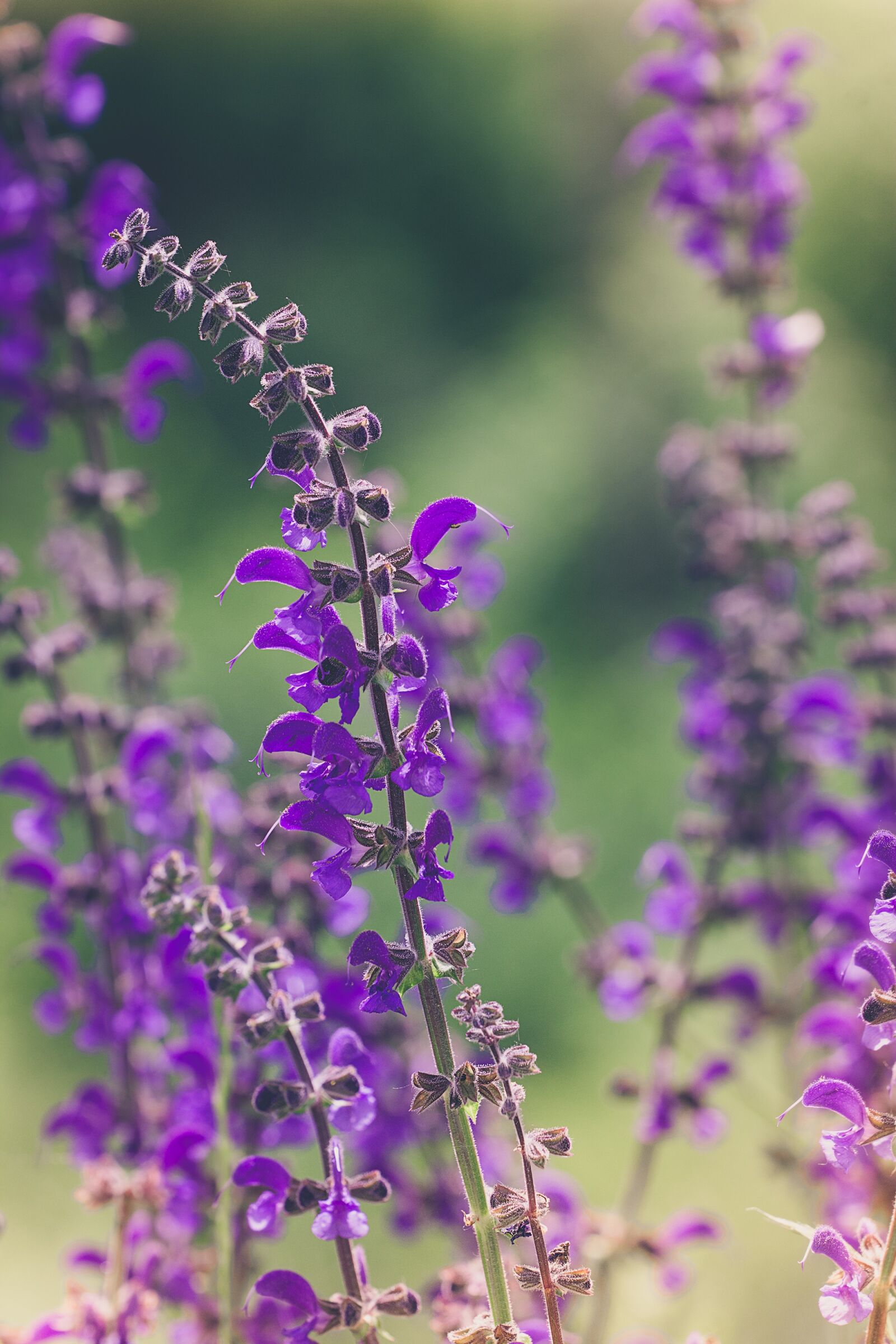 Nikon D7100 sample photo. Flower, purple, purple flowers photography
