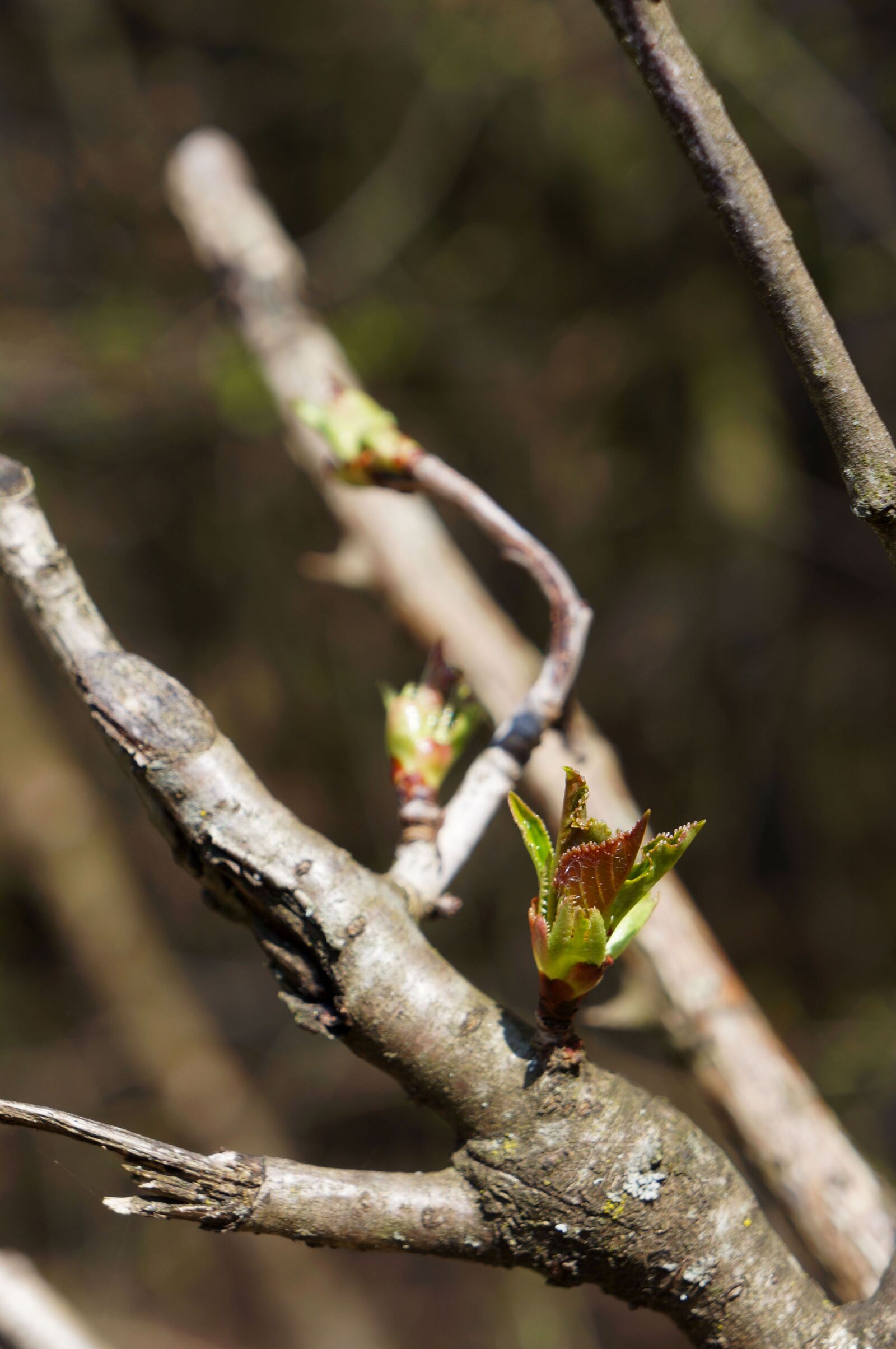 Sony Alpha NEX-5N sample photo. Tree, nature, plant photography
