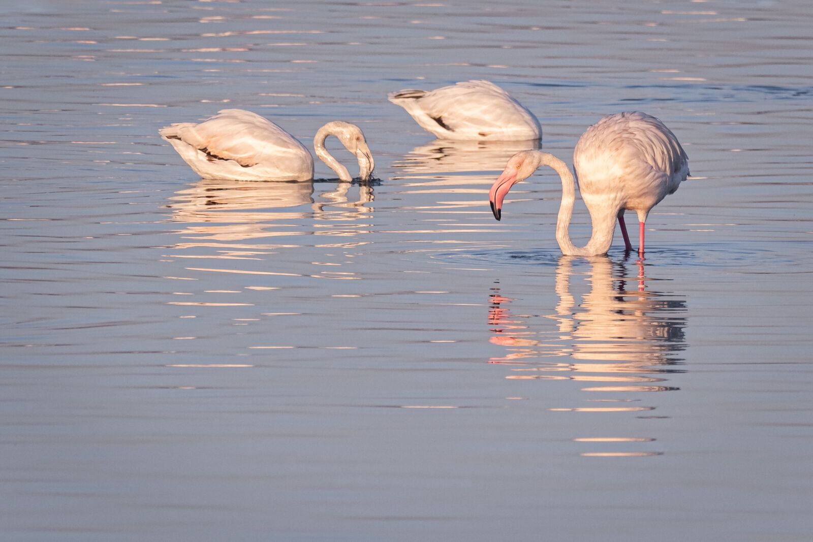 M.300mm F4.0 + MC-14 sample photo. Greater flamingoes, flamingoes, swan photography