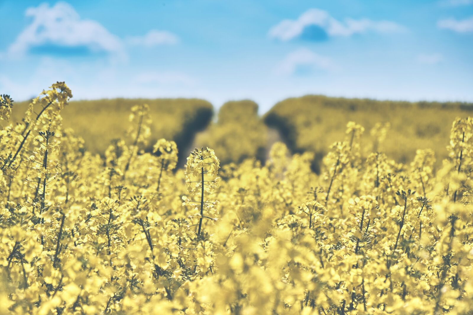 Sony a6300 sample photo. Field of rapeseeds, oilseed photography