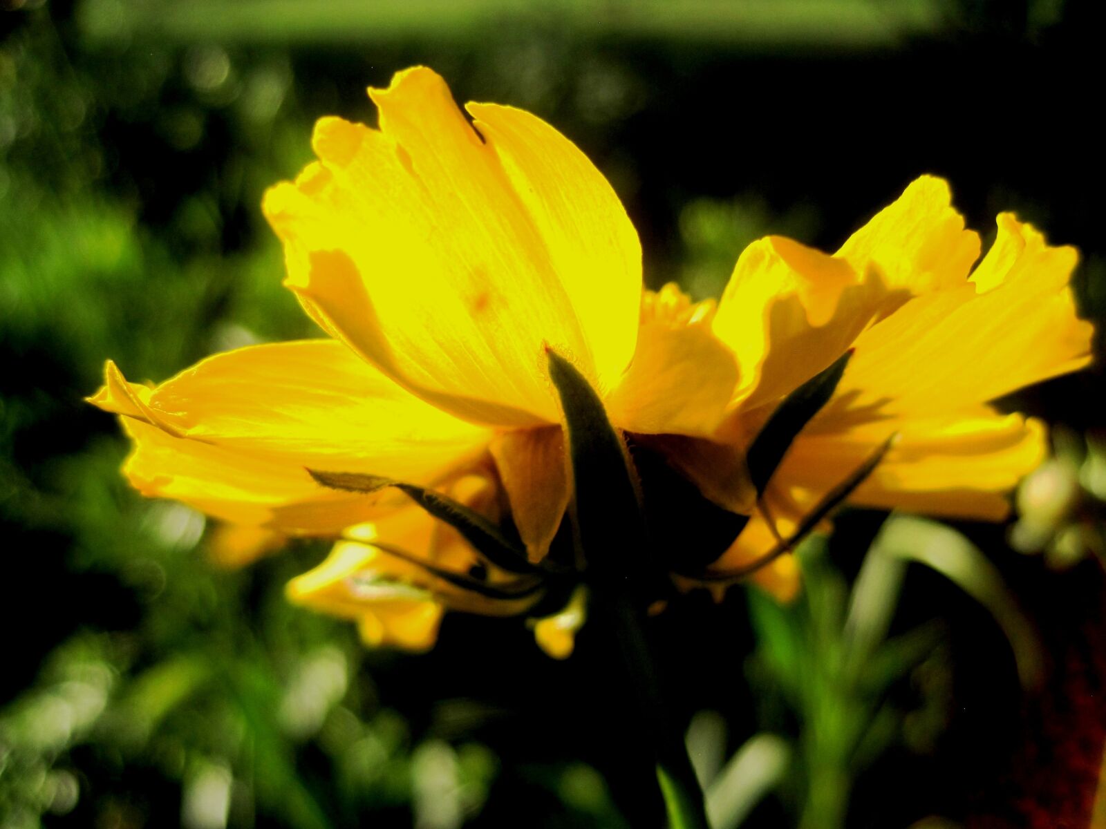 Canon PowerShot SD1200 IS (Digital IXUS 95 IS / IXY Digital 110 IS) sample photo. Daisy, flower, bloom photography