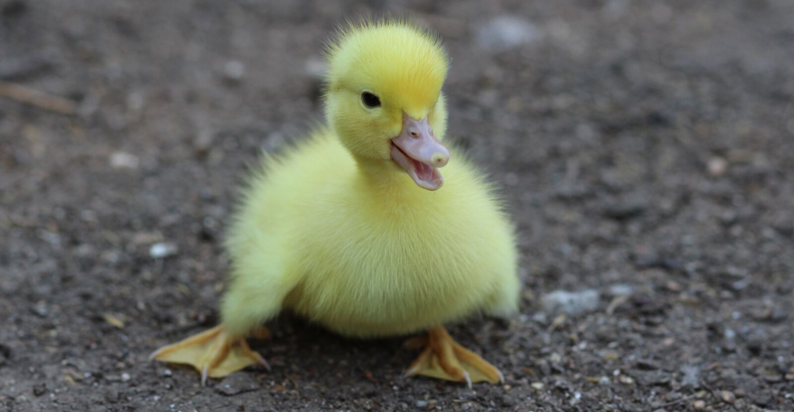Canon EOS 700D (EOS Rebel T5i / EOS Kiss X7i) + Canon EF 85mm F1.8 USM sample photo. Duckling, birds, yellow photography