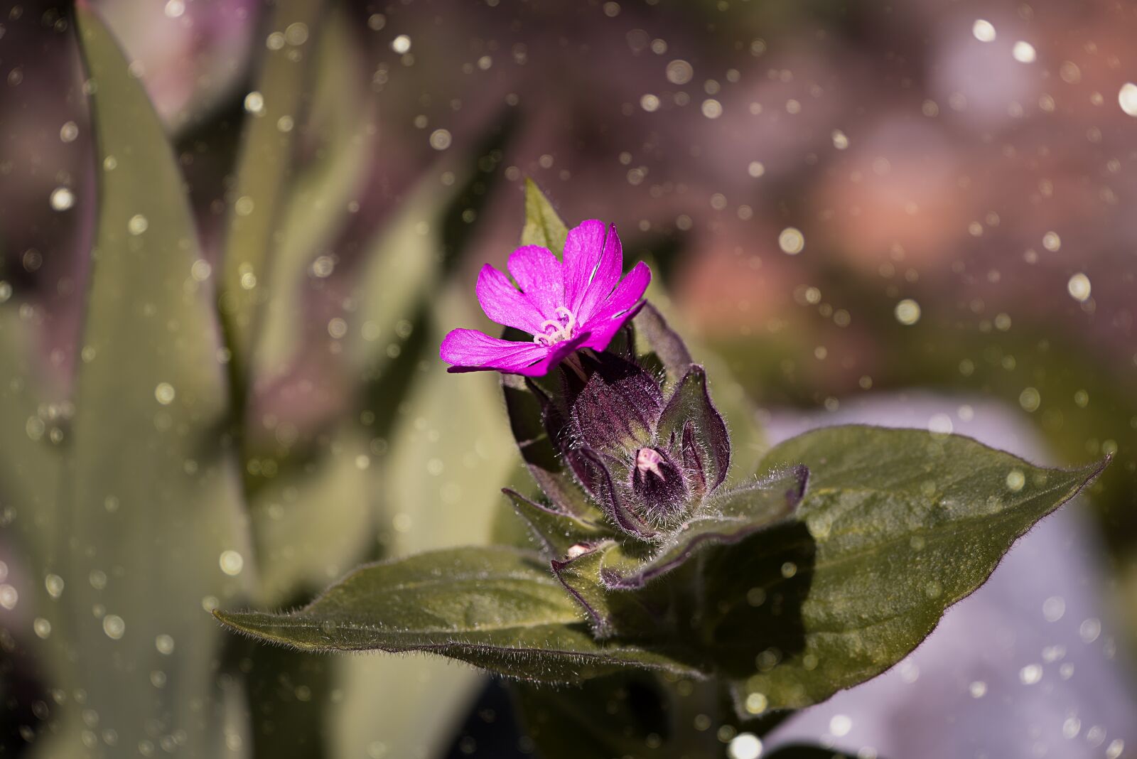 Nikon D750 sample photo. Red campion, heath orchid photography