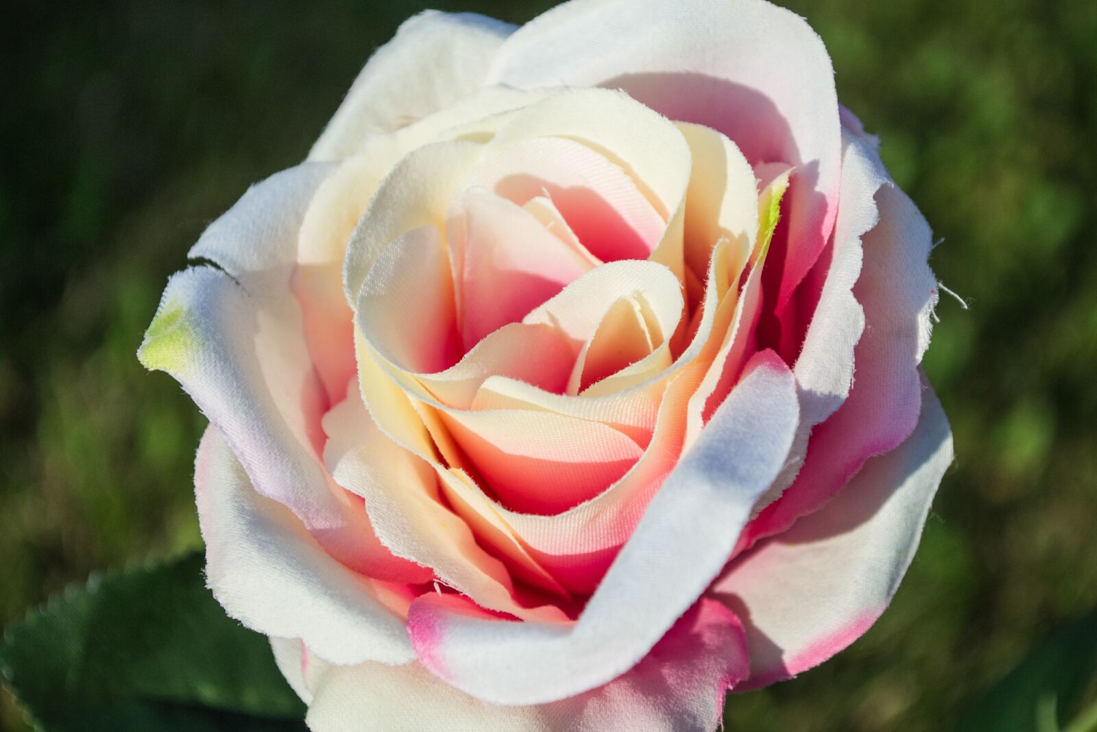 Nikon D3100 sample photo. Flower, outside, sun photography