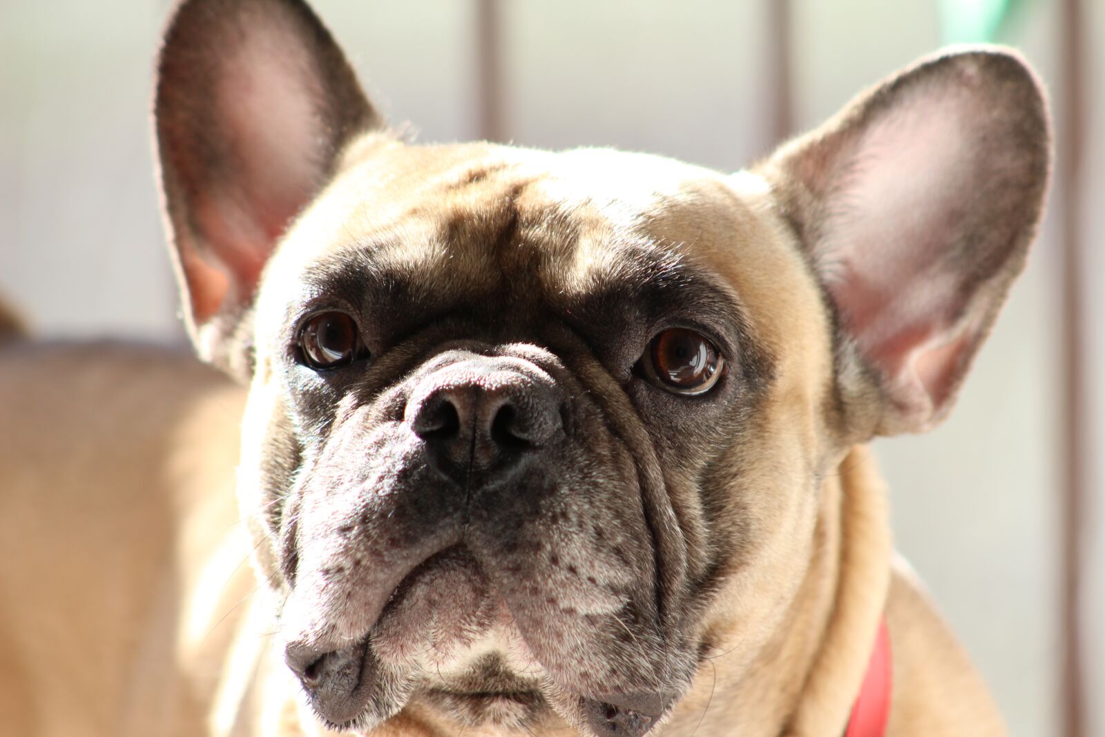 Canon EF75-300mm f/4-5.6 sample photo. French buldo ek, dog photography
