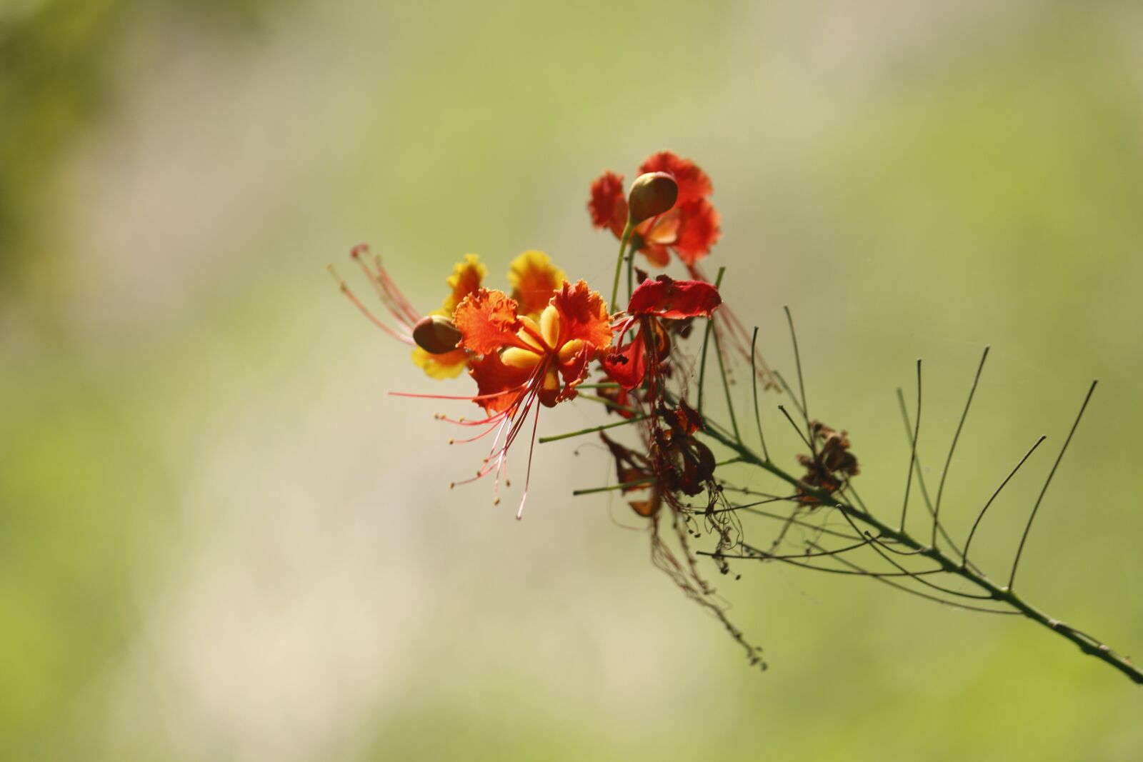 Canon EOS 700D (EOS Rebel T5i / EOS Kiss X7i) sample photo. Nature, outdoors, flower photography